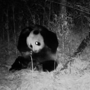 拍野生大熊猫的触发相机