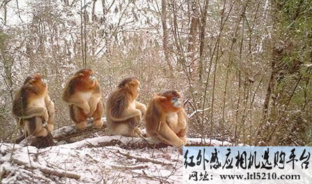 ltl猎科触发相机