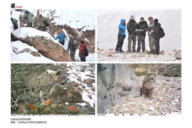中国雪豹保护摄影展