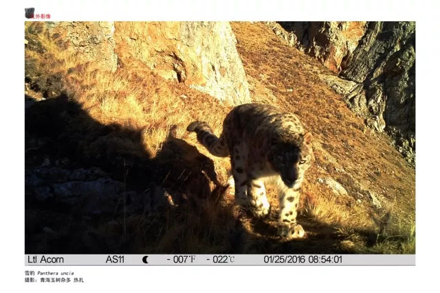 红外相机拍摄雪豹