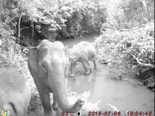 红外感应相机监测大象