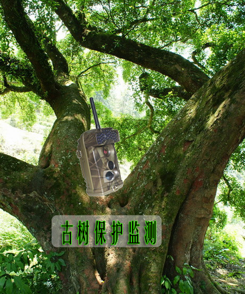 红外感应相机用于古树保护监测